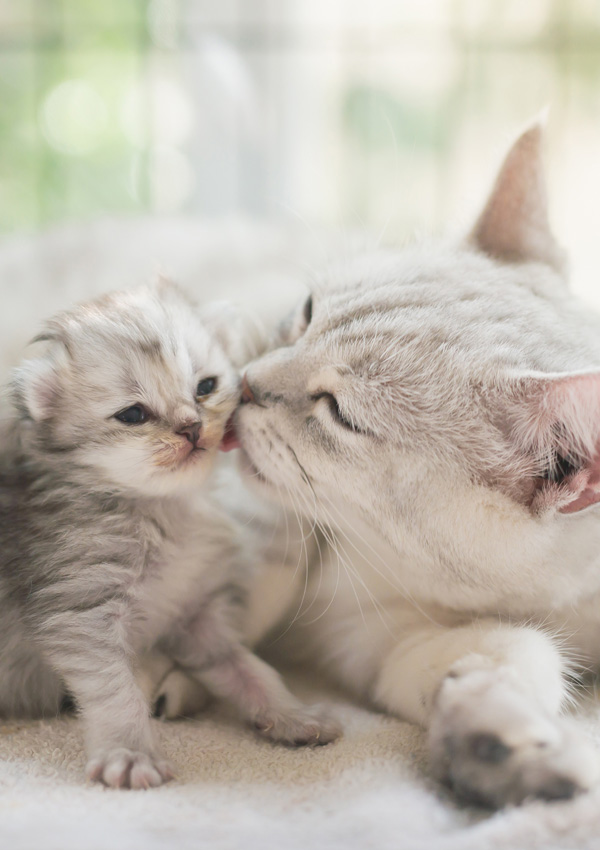 „Cat