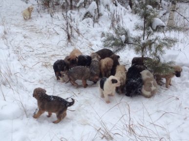 Un locuitor al regiunii Ryazan a găsit 20 de cățeluși în pădure