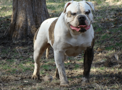 American Bulldog Johnson