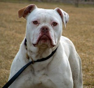 „Bulldog