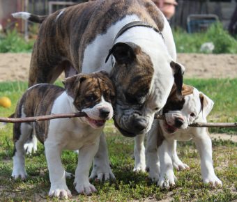„Bulldogii