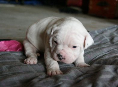 American Bulldog Puppy