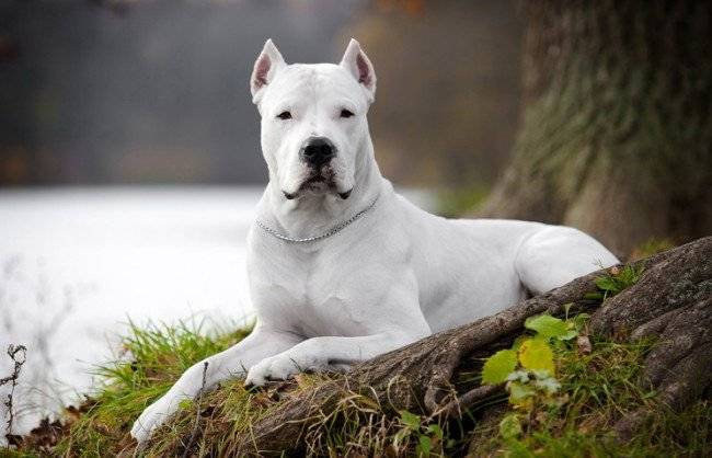 Dogo Argentino în pădure
