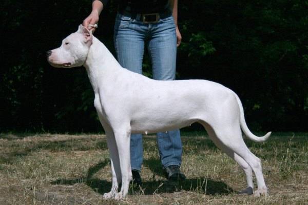Dogo Argentina