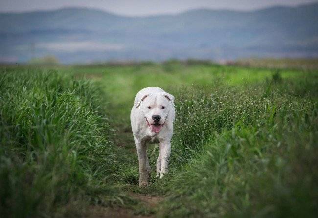 Dogo Argentino în teren
