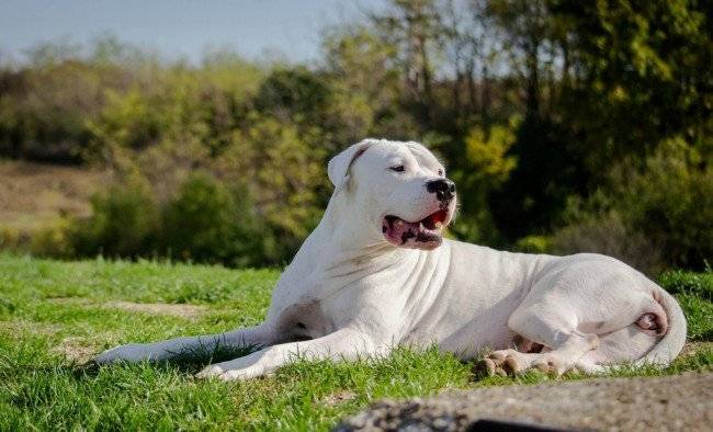 Dogo Argentino se odihnește