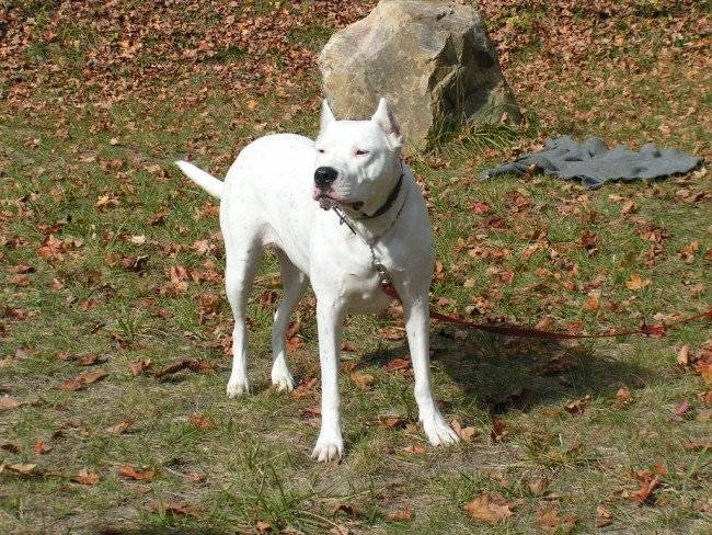 Dogo Argentino legat