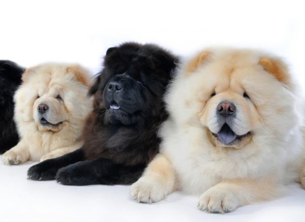 Cum să hrănești chow chow citește articolul