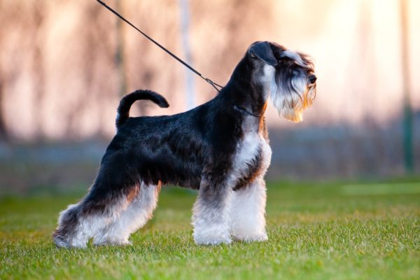 Cum să hrănești schnauzerul în miniatură