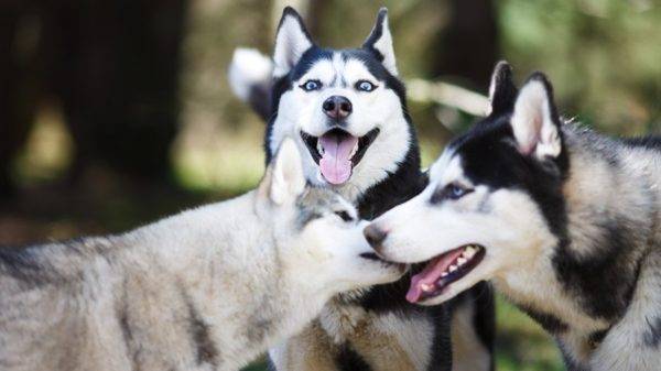 trei huskies