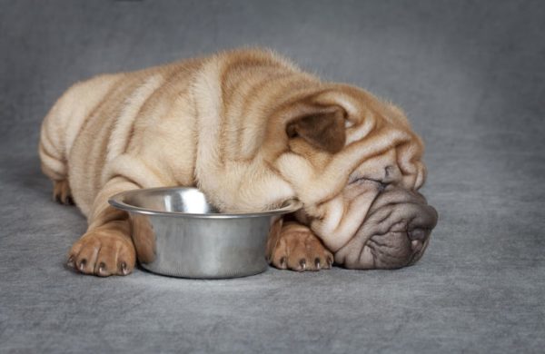 Ce să hrănești Sharpei
