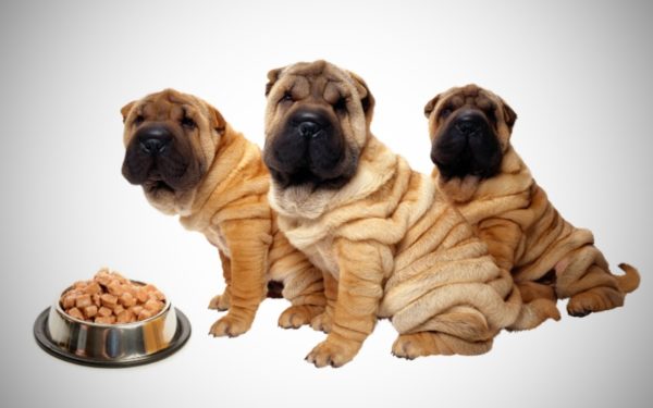 Cum să hrănești Sharpei citește articolul