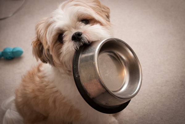 Cum să hrănești Shih Tzu
