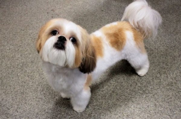 Cum să hrănești Shih Tzu citește articolul