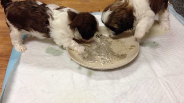 Shih Tzu mananca