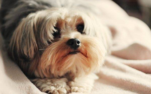 Cea mai bună mâncare uscată pentru Shih Tzu