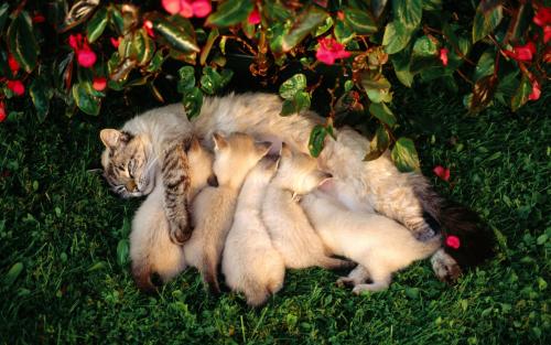 „“