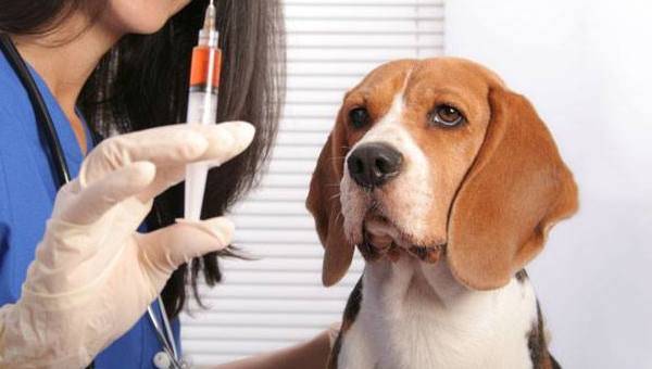 vultur la veterinar