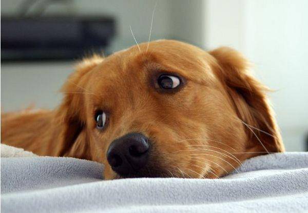 „câine