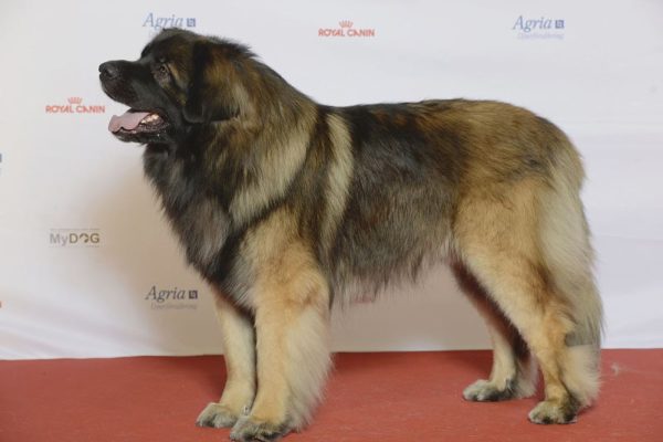 Descriere rasă câine Estrel Shepherd