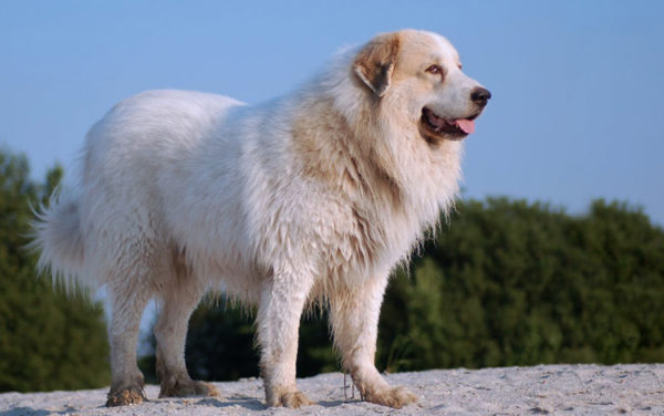 Standuri pentru câini Estrel Shepherd