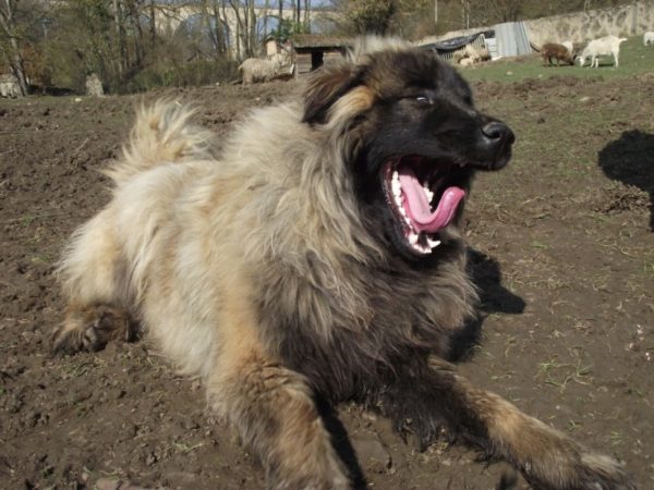 Estrel Shepherd Yawns