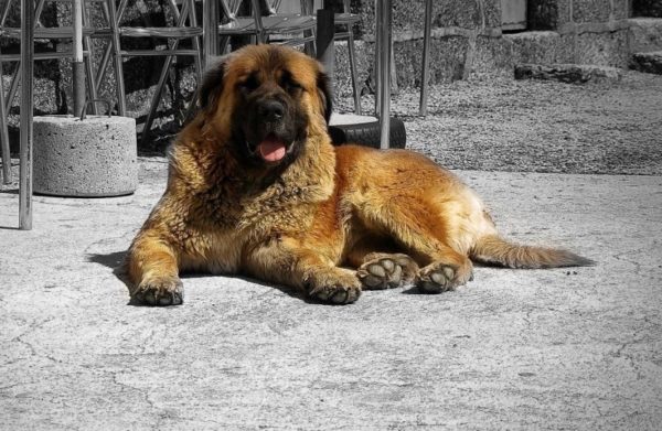 Estrel Shepherd Dog Mies