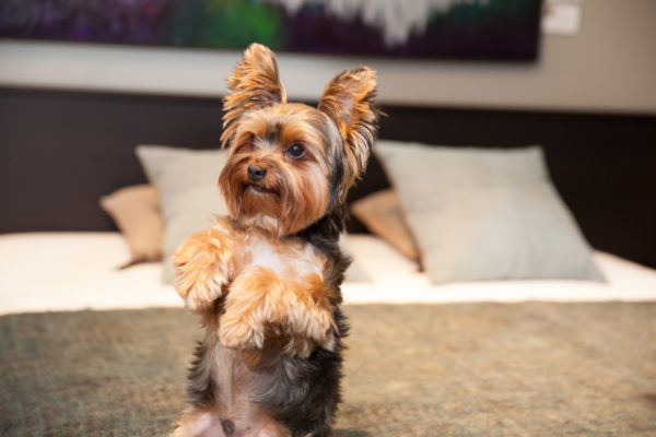 Personajul Yorkshire Terrier a citit articolul