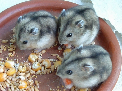 „“