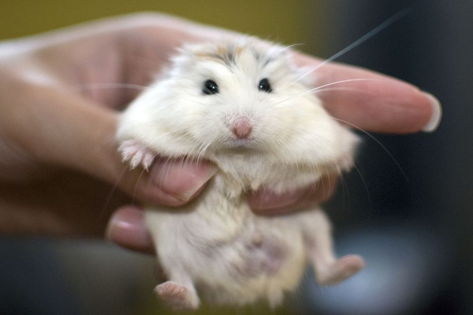 „“