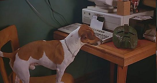 Jack Russell Terrier și masca