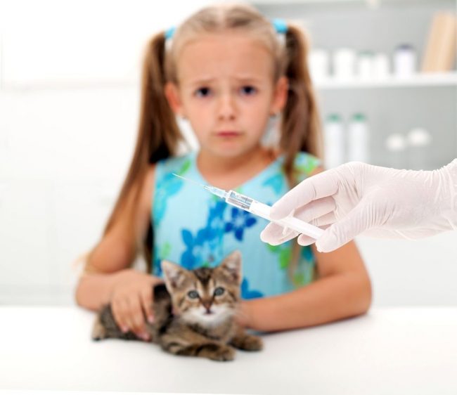 În ciuda faptului că unii sfătuiesc să vaccineze un pisoi acasă, pentru a evita frica și condițiile stresante din partea animalului de companie, ar trebui să alegeți un vaccin cu un medic veterinar