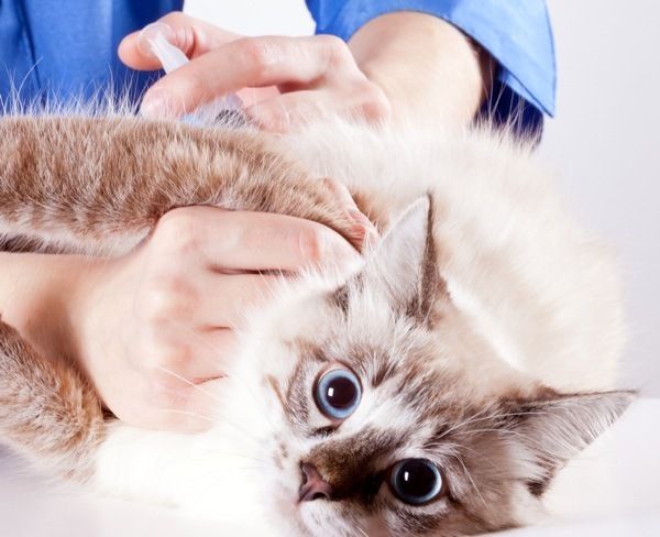 Pisoiul i se administrează vaccinul antirabic încă de la vârsta când începe să comunice cu alte animale de companie (la aproximativ 3 luni). Dacă pisoiul locuiește acasă și nu are contact cu alte animale, acesta poate fi vaccinat la 6-8 luni.
