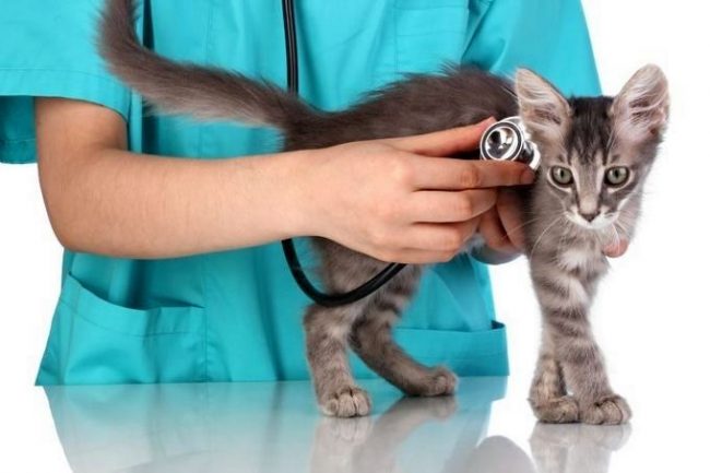 După vaccinare, trebuie să observați starea pisoiului: este activ, care este pofta de mâncare