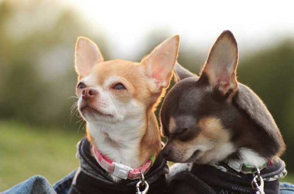 „Chihuahua