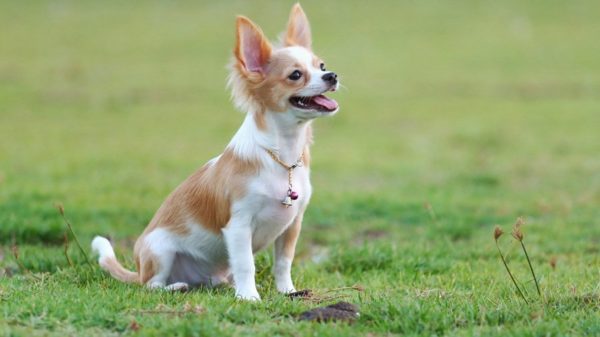 Chihuahua Training Citiți articolul