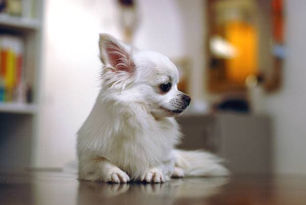 Instruire Chihuahua. Problemă delicată a toaletei