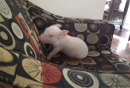 „Porc“