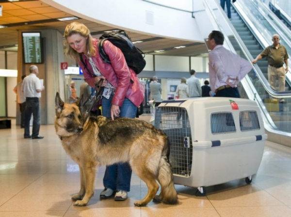 Transportul aerian al câinilor în afara granițelor statului