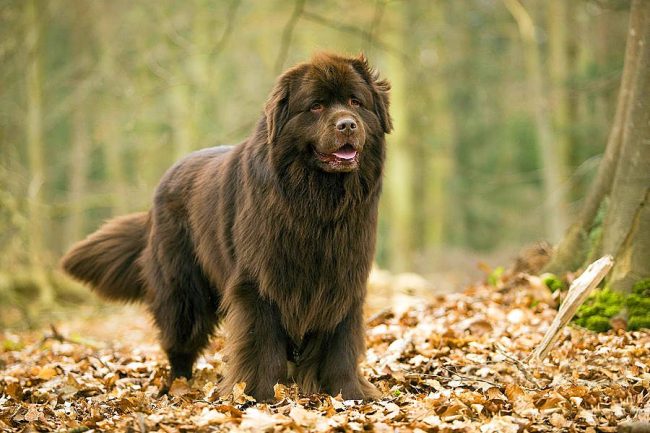 „Newfoundland „Newfoundland