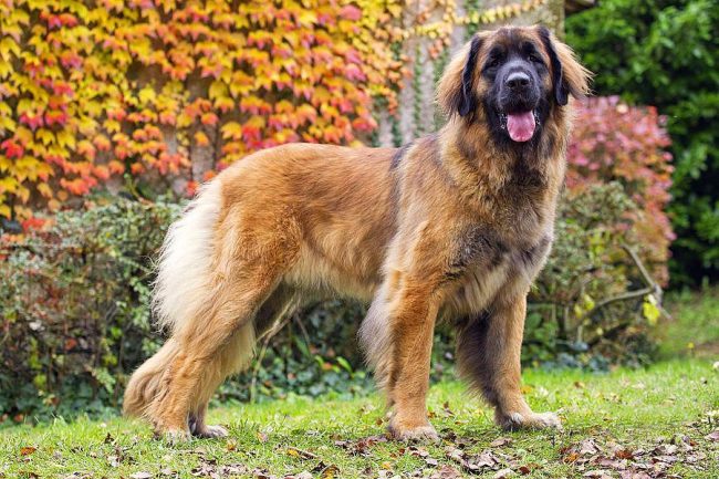 Leonberger - un câine puternic shaggy cu inima curajos Leonberger - un câine puternic shaggy cu inima curajos