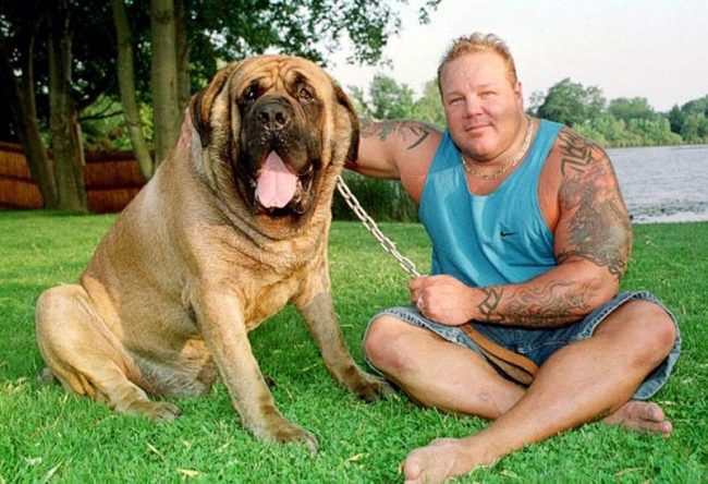 Hercules a fost foarte iubit să mănânce o friptură de kilogram la cină Hercules a fost foarte iubit să mănânce o friptură de kilogram la cină
