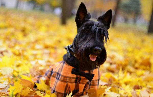 destul de scotch terrier