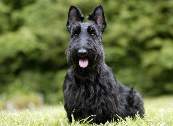 scotch terrier stă