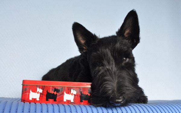 scotch terrier întins