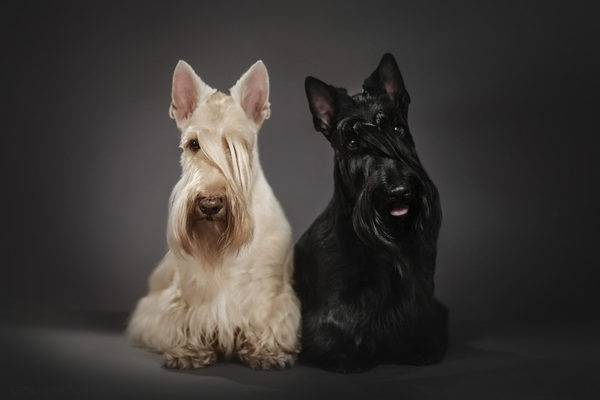doi scotch terriers