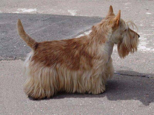 Scotch terrier galben maro