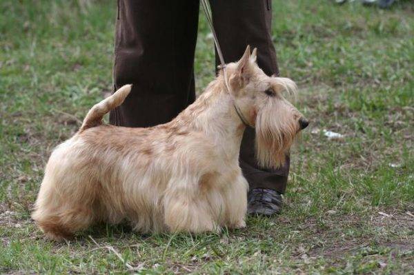 mic terrier