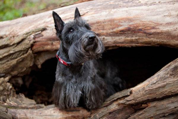 scotch terrier pe un copac