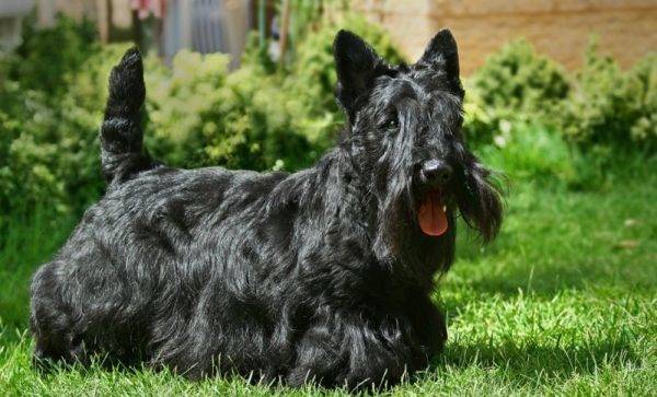 Scotch terrier simplu negru